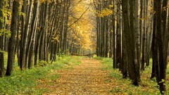 Leaves paths forests fallen leaves