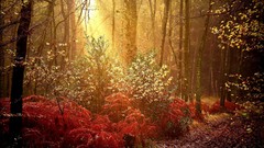 Leaves paths sunlight forests artwork fallen leaves