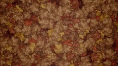 Leaves patterns water drops fallen leaves