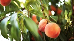 Leaves peaches fruits Taylor McCutchan