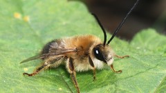 Leaves Plants bees nature