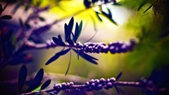 Leaves Plants Berries