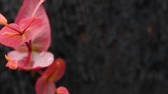 Leaves Plants blurred background