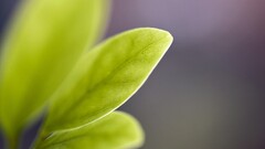 leaves Plants blurred macro
