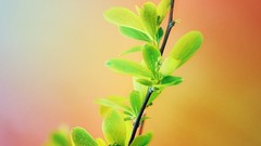 Leaves Plants branches