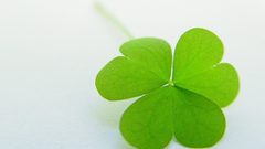 Leaves Plants clover