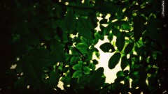 leaves Plants Green closeup