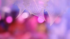 leaves Plants macro blurred colorful