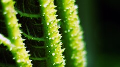 leaves Plants macro depth of field