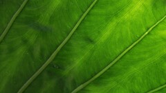 leaves Plants macro water drops texture