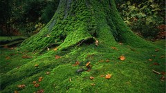 Leaves Plants moss tree