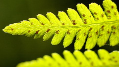 Leaves Plants nature