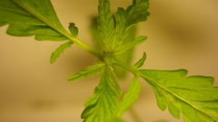 Leaves Plants nature