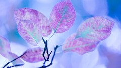 leaves Plants nature branch pink blue