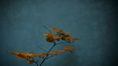 Leaves Plants potted plant