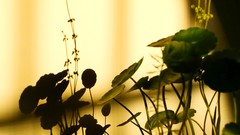 Leaves Plants shadows