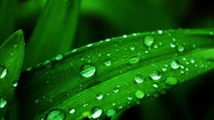 Leaves Plants water drops