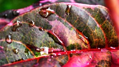 Leaves Plants water drops