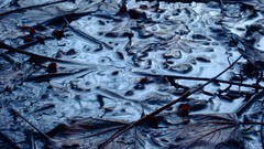 Leaves rain fallen leaves