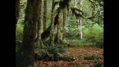 Leaves rain trail Ferns Cover forests Rainforest fallen leaves