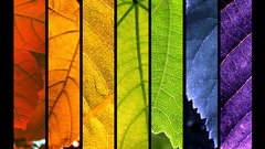 Leaves rainbow