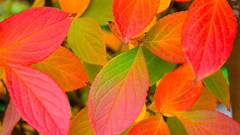 Leaves rainbow colors nature