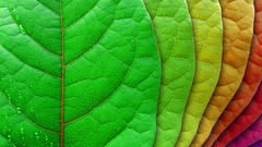 Leaves rainbows