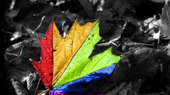 Leaves rainbows