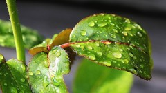 Leaves raindrops