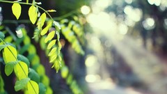Leaves Rays nature Trees light Green bokeh sunlight sun rays 