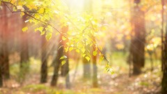 Leaves Rays nature Trees yellow sun branches background blurred