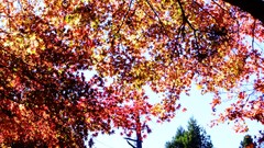 Leaves red autumn branches maple-leaf