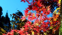 Leaves red autumn branches maple-leaf sunlight