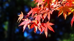 Leaves red autumn branches maple-leaf sunlight