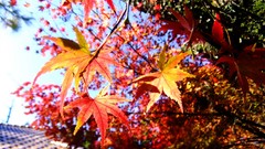 Leaves red autumn branches maple-leaf sunlight