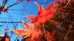 Leaves red autumn branches maple-leaf sunlight skies