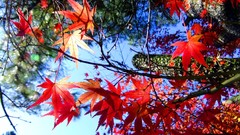 Leaves red autumn branches maple-leaf sunlight skies
