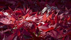 Leaves red autumn fallen leaves