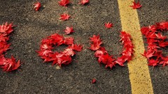 Leaves red autumn love colors