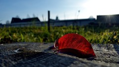 Leaves red fallen leaves