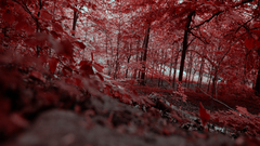 Leaves red forest
