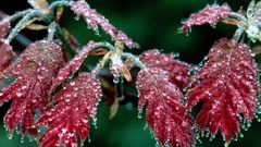Leaves red oak mount north carolina