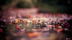 Leaves rivers fallen leaves Smashing magazine