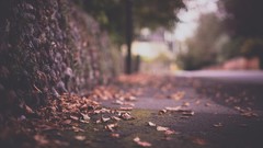 Leaves roads fallen leaves