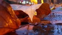 Leaves roads fallen leaves