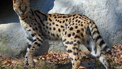 Leaves rocks outdoors serval