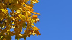 Leaves Russian autumn leaves