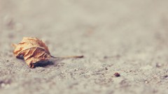Leaves sand
