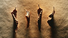 Leaves sand fallen leaves