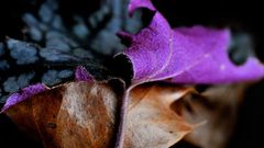 Leaves selective coloring